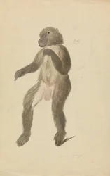 A Mandrill