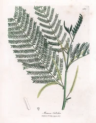 Acacia a cachou or cachoutier - Catechu, Acacia catechu