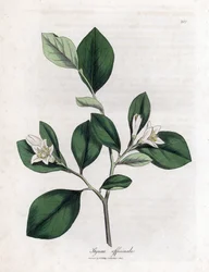 Aliboufier - Storax, Styrax officinalis