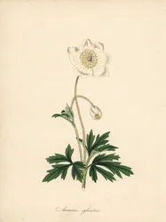 Anemone of the drill bits - Snowdrop anemone, Anemone sylvestris