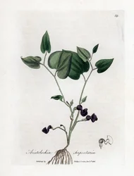 Aristoloche variete - Snake-root birthwort, Aristolochia serpentaria