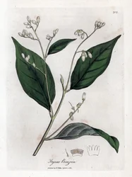 Benzoin - Benjamin Tree, Styrax Benzoin. Handcoloured Copperplate Engraving from a Botanical Illustration by James Sowerby from William Woodville and Sir William Jackson Hooker