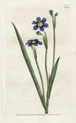Bermudian with Narrow Leaves