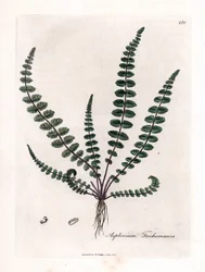 Common maidenhair fern, Asplenium trichomanes