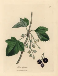 Blackcurrant, Ribes nigrum