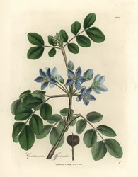 Blue Flowered Guaiacum Officinale