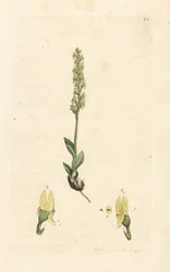 Bog Orchid, Hammarbya paludosa (Marsh Tway-blade, Malaxis paludosa). Handcoloured Copperplate Engraving after an Illustration by James Sowerby from James Smith