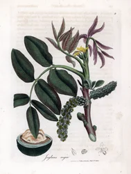Botanical Board: Leaves, Plants and Walnut Fruit - Leaves, Yellow Flower and Nut of the Common Walnut Tree, Juglans Regia