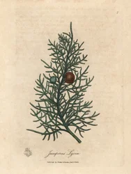 Branch and berries of the cedar tree, Juniperus lycia