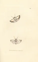 Brixton Beauty, Acontia nitidula (Phalaena catena)
