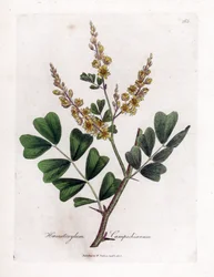 Campeche or Campeche Wood - Logwood, Haematoxylum Campechianum. Handcoloured Copperplate Engraving from a Botanical Illustration by James Sowerby from William Woodville and Sir William Jackson Hooker