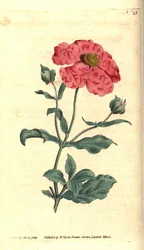 Cistus - Hoary Cistus Rose Gold Cistus, Cistus incanus. Handcoloured Copperplate Engraving and Botanical Illustration by James Sowerby from William Curtis
