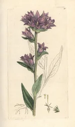 Clustered bellflower, Campanula glomerata