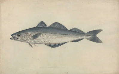 Coal Fish