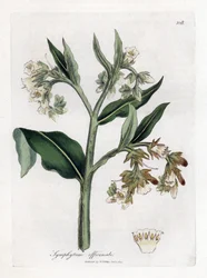 Comfrey, Symphytum officinale (Handcoloured copperplate engraving)