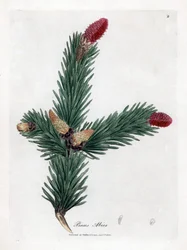 Common Epicea - Norway spruce, Pinus abies