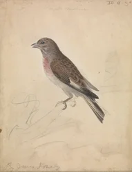 Common Linnet