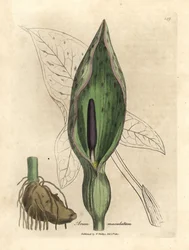 Common arum, Arum maculatum