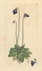 Common Butterwort, Pinguicula vulgaris