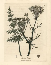 Common caraway, Carum carui