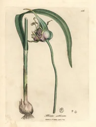 Common cultivated garlic, Allium sativum