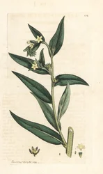 Common Gromwell, Lithospermum officinale (Gremil officinal) Handcoloured Copperplate Engraving after an Illustration by James Sowerby from James Smith
