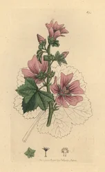 Common Mallow, Malva Sylvestris