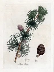 Common or European Meleze - European Larch Tree, Larix Decidua