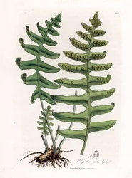 Common Polypoda or Wood Liquorice (Fern) - Common Polypody, Polypodium Vulgare