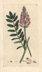 Common Sainfoin, Onobrychis viciifolia