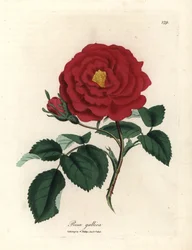 Crimson officinal rose, Rosa gallica