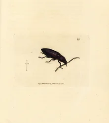 Ctenicera Cuprea Beetle (Handcoloured Copperplate Engraving by James Sowerby from The British Miscellany)