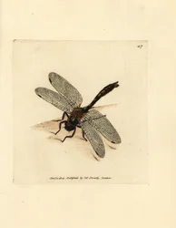 Downy emerald dragonfly, Cordulia aenea