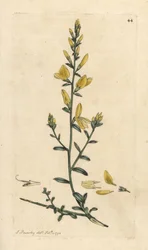 Dyer