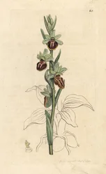 Early Spider Orchid, Ophrys sphegodes