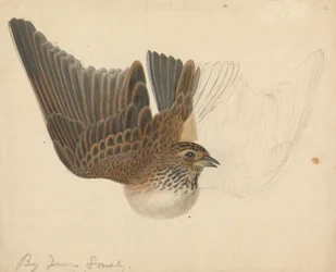 Eurasian Skylark