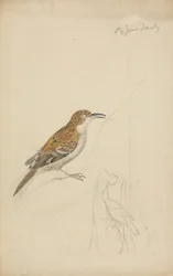 Eurasian Treecreeper