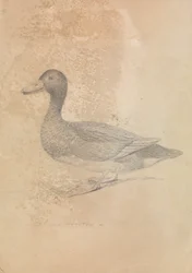 Ferruginous Duck
