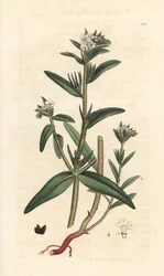 Field Gromwell, Buglossoides Arvensis (Lithospermum Arvense) (Gremil des Champs)