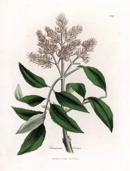 Flowering Ash Tree, Fraxinus Ornus. Handcoloured Copperplate Engraving from a Botanical Illustration by James Sowerby from William Woodville and Sir William Jackson Hooker