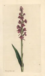 Fragrant Orchid, Gymnadenia conopsea (Aromatic Orchis, Orchis conopsea). Handcoloured Copperplate Engraving after an Illustration by James Sowerby from James Smith