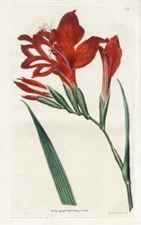 Glaieul Cardinal