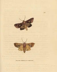 Gold spangle moth, Autographa bractea (Phalaena Noctua bractea)