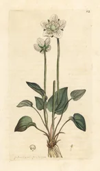 Grassy of Parnassus, Parnassia palustris (Handcoloured copperplate engraving)