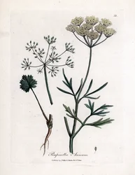 Green Anise, Pimpinella anisum