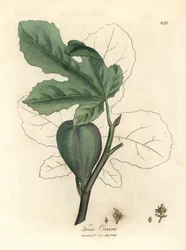 Green Fig, Fruit, Leaves, Leaf Outline, Ficus carica
