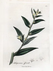 Gremil Officinal or Pearl Grass - Gromwell, Lithospermum Officinale. Handcoloured Copperplate Engraving from a Botanical Illustration by James Sowerby from William Woodville and Sir William Jackson Hooker