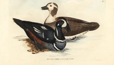 Harlequin duck, Histrionicus histrionicus (Anas histrionica). Male and female