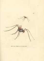 Harvestman Spider, Megabunus diadema