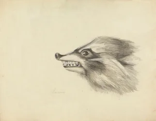 Head of a Racoon